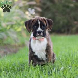 Lacy, Boxer Puppy